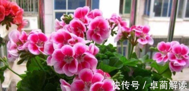 4种花养家里，福旺运旺财更旺，花开不断，还能旺财！