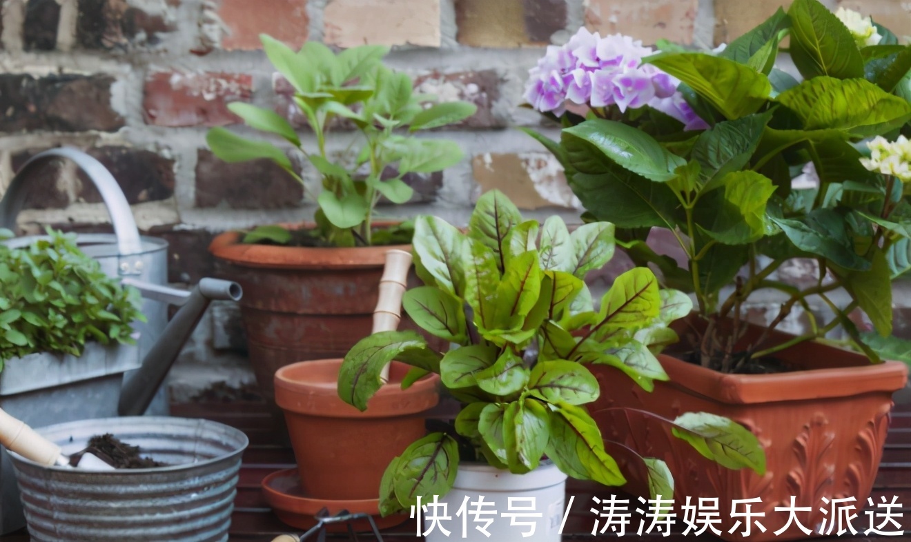 肥料|总结养花“十大问题”,只要学会,你就是养花大神