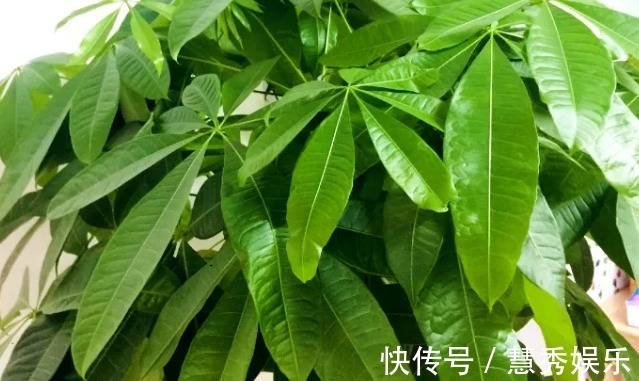 还在用清水浇绿萝别傻了，绿萝是个“大酒鬼”，一小勺就爆盆！