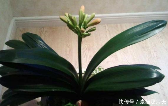 啤酒肥|家中有“它们”不要扔,将它们一处理,养花再不缺化肥、花土了