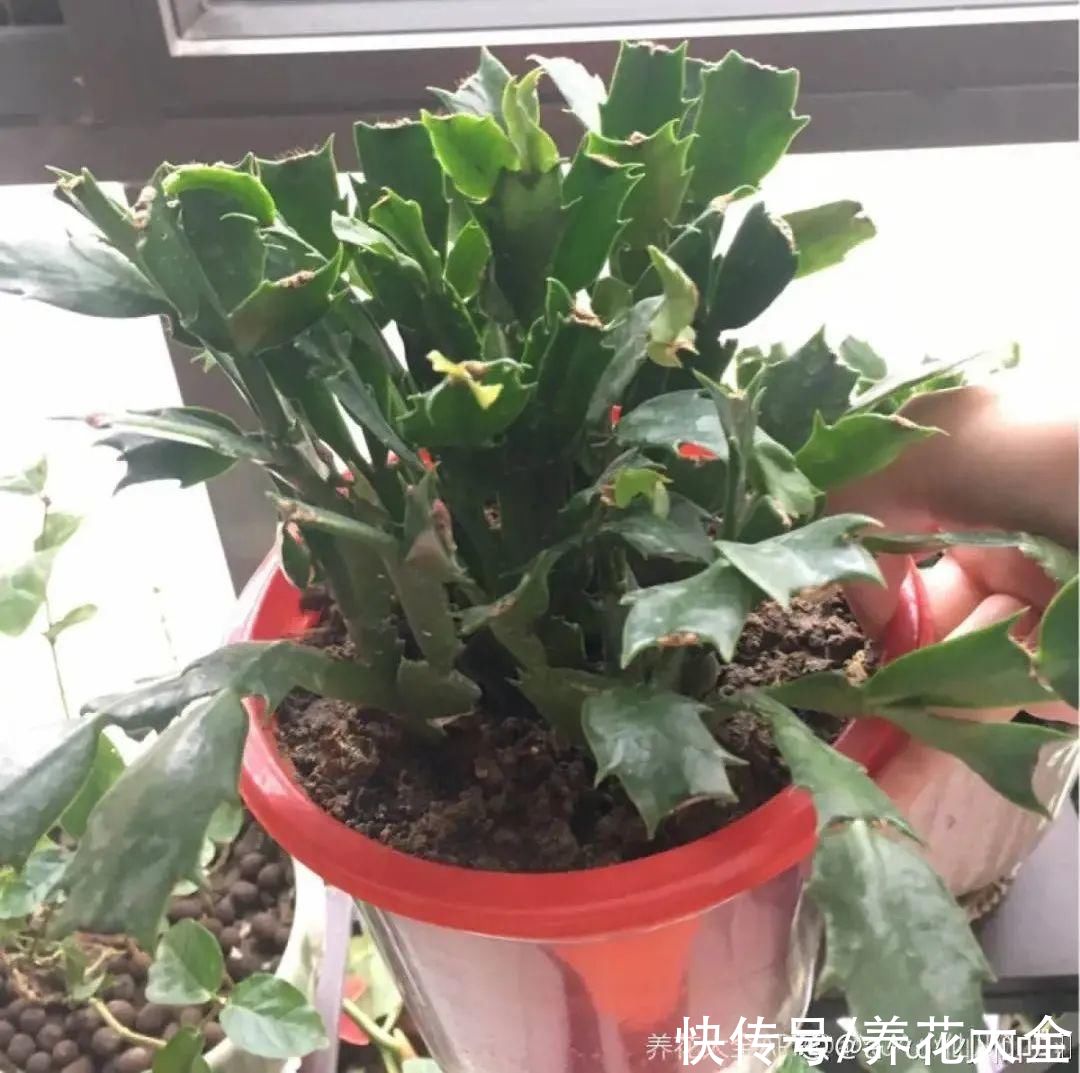 茶花|年前不敢买的“贵货花”，现在捡漏，价格低到“不可思议”