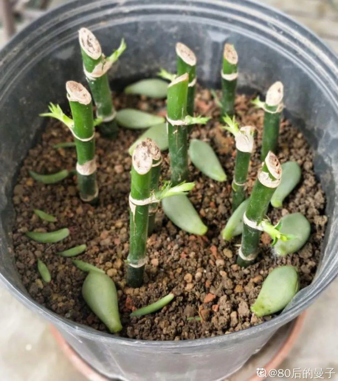 叶子|20种花，天凉了赶紧剪，来年开花有多又艳！