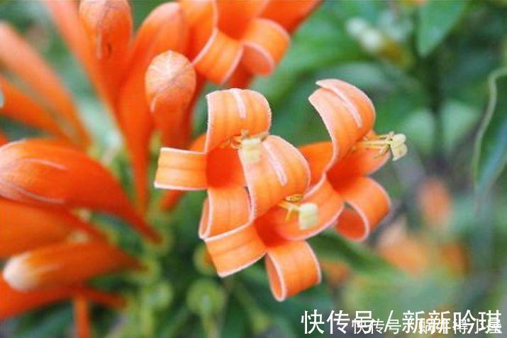 李时|4种花对待懒人超友好的,一个月不浇水都没事,颜值超高的