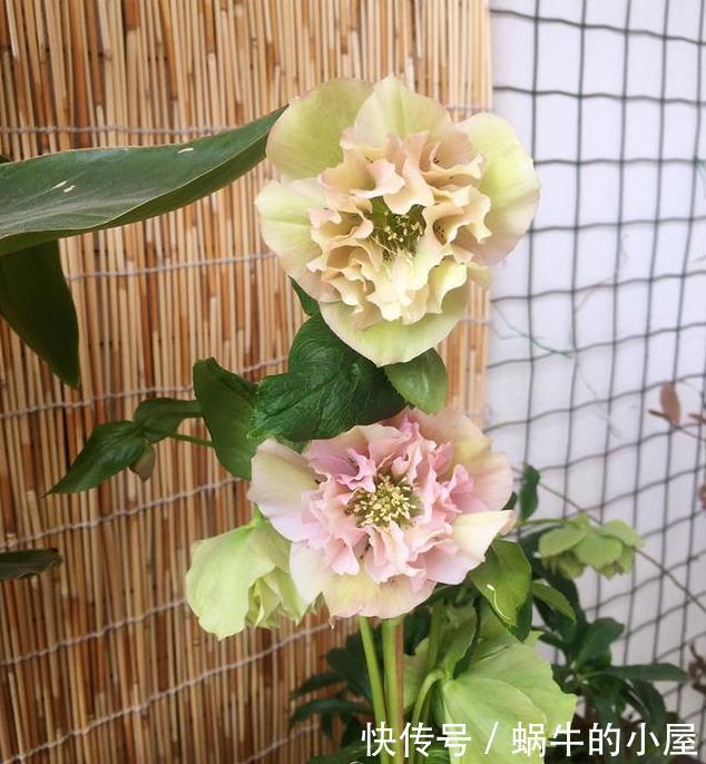 被名字耽误的“三种花”，颜值高又皮实，放角落也能自己长