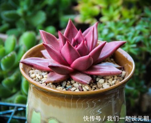 4种多肉,适合夏天养,叶片红彤彤,轻松胖成球
