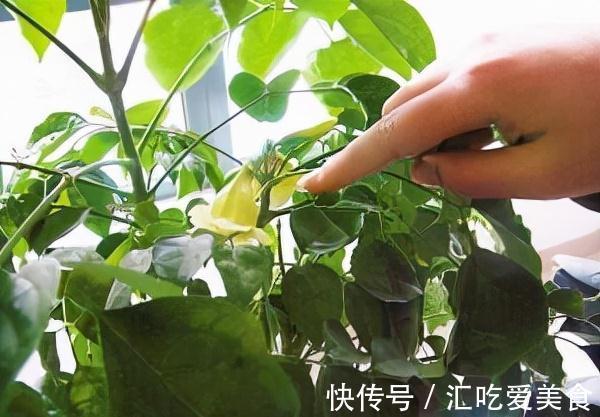 实惠|这3棵树买不起，偷偷截一段，埋下就能活，方便还实惠