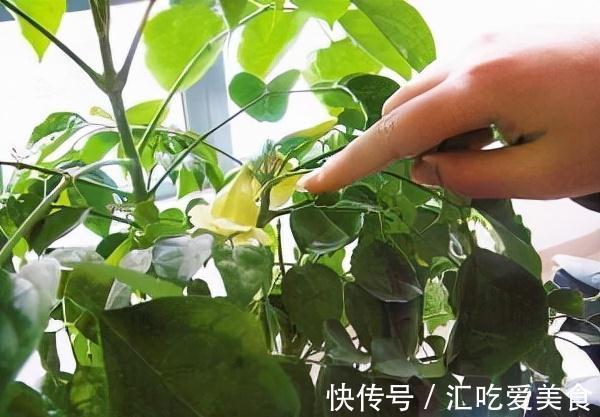 这3棵树买不起,偷偷截一段,埋下就能活,方便还实惠