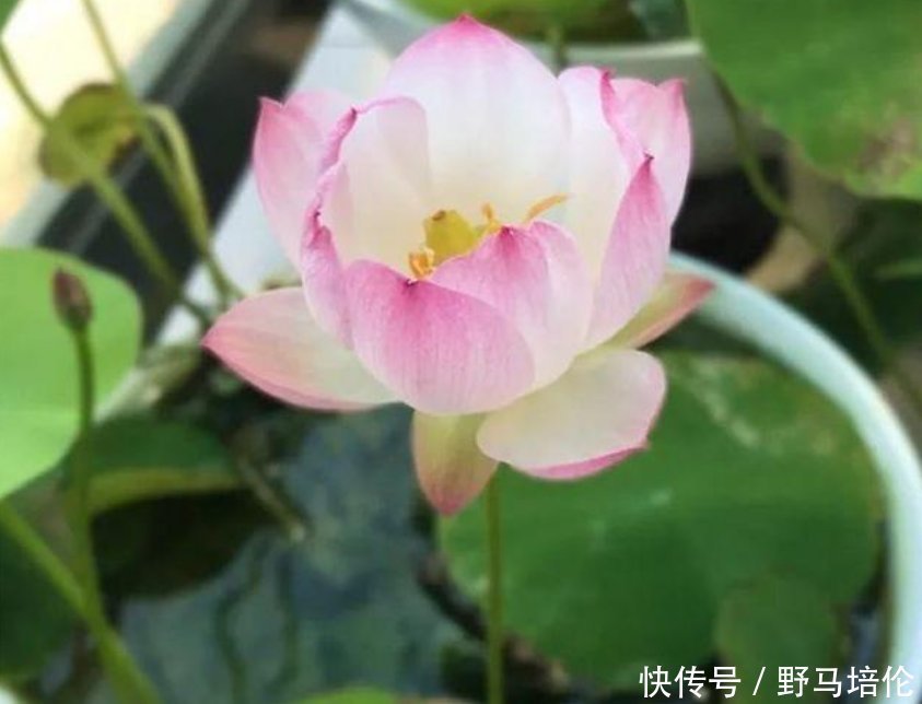 花香|最受欢迎的4种花,被称为“开花机器”,花朵迷人,阵阵花香