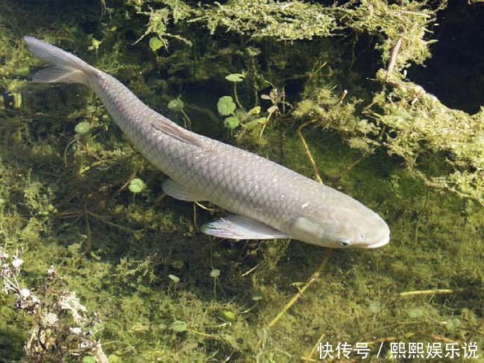 饵料|夏天钓草鱼别费劲想饵料了，用这三种水果钓，既简单又高效