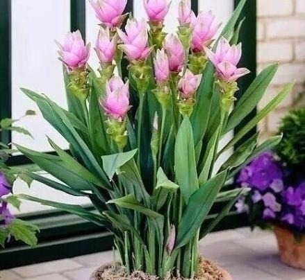 “姜”丢进盆里就能活,开出漂亮“大花苞”,不仅好看、更好养