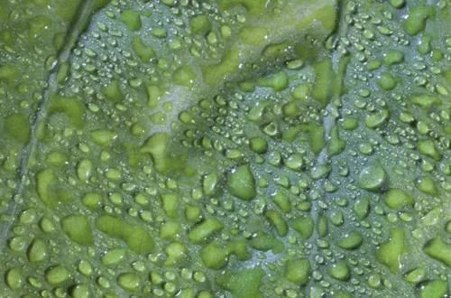 舌苔|三伏天“祛湿王”已公布，不是玉米须，平时敞开吃，湿气排空空