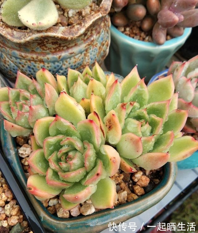入秋后多肉如何变美，看看对比照来学习养护经验！