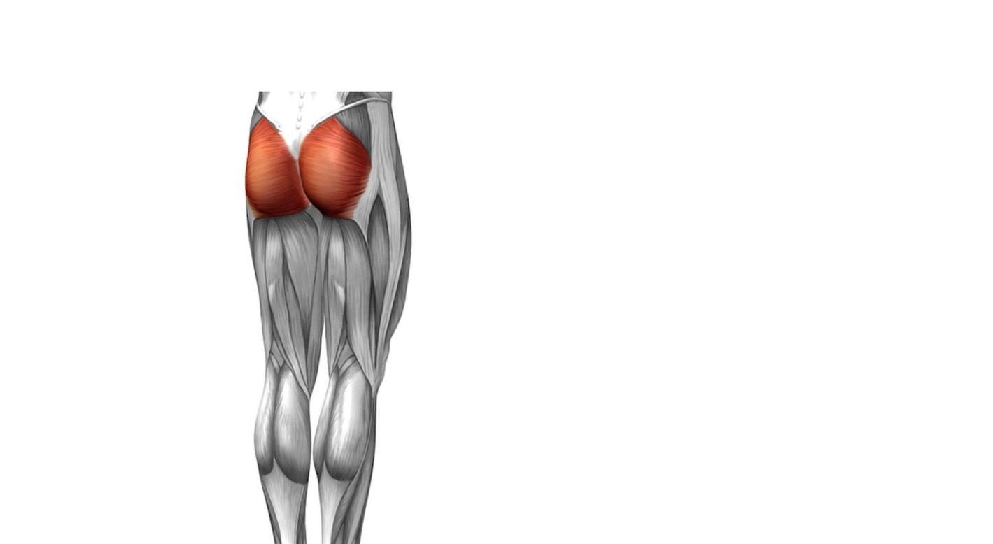 比目鱼肌|认识你的肌肉 6个卓越的人类肌肉