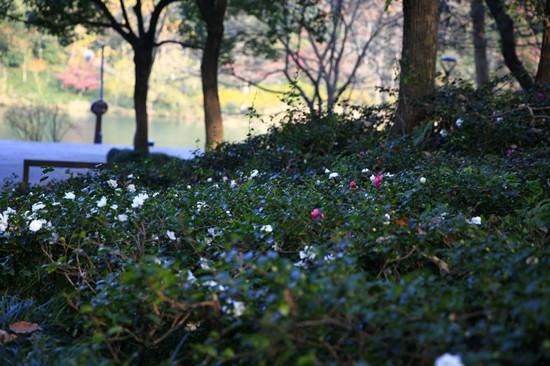 渐次|花港景区茶梅、茶花渐次绽放