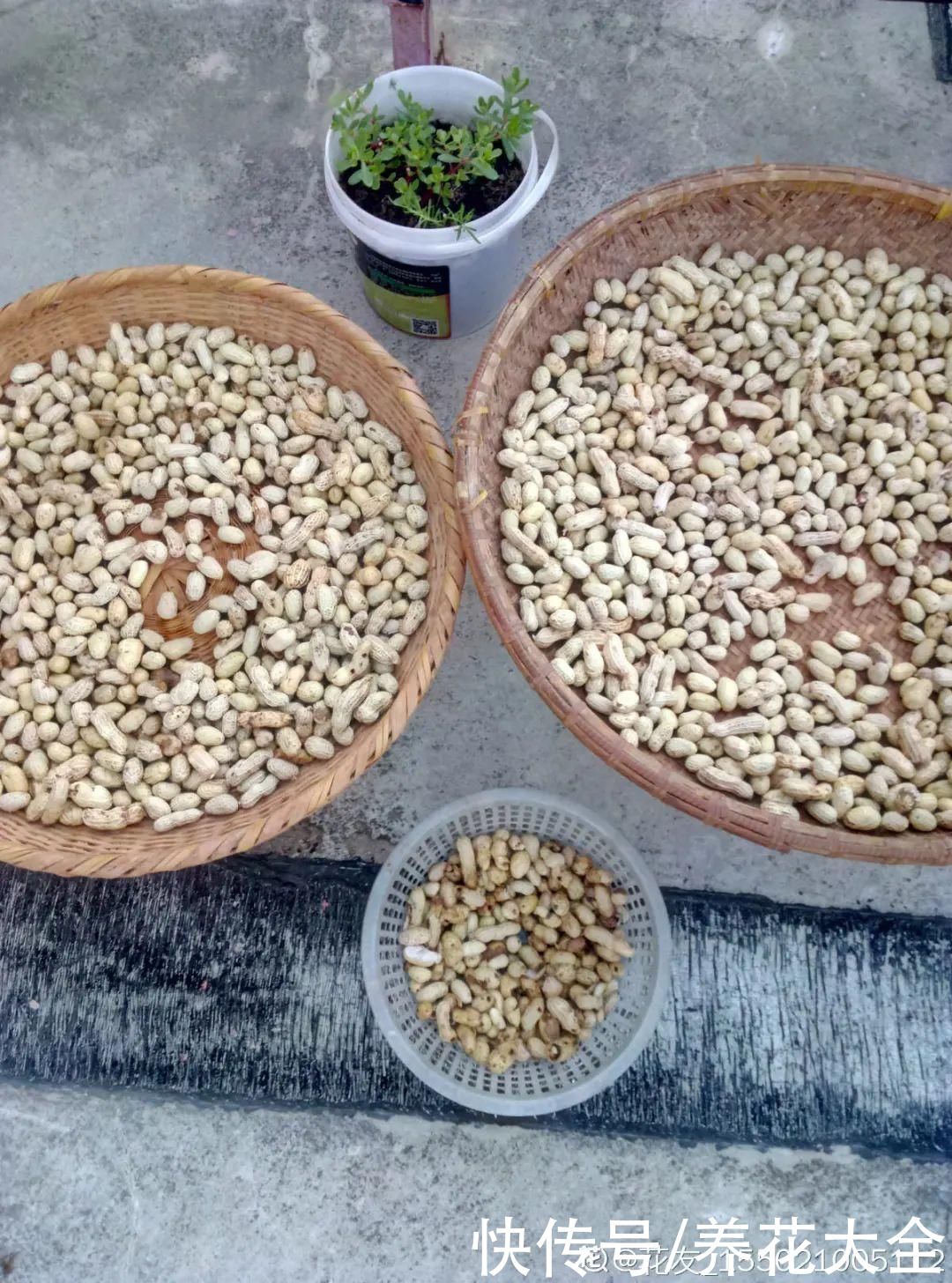 花生瓜子壳···配成营养土，给花养出“面条”根