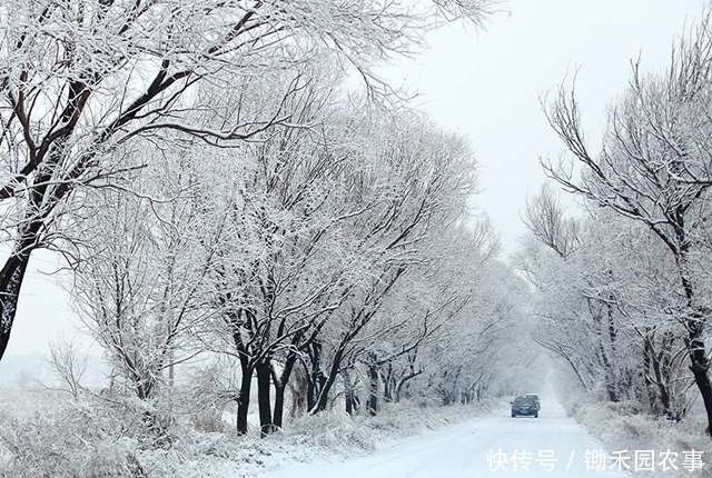 中最冷|“数九”将开启,今年最冷的几天是哪几天?三九冷还是四九冷?