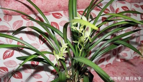 这款兰花,线艺好,花期长、香气浓,全年开花,新手也能轻松驾驭