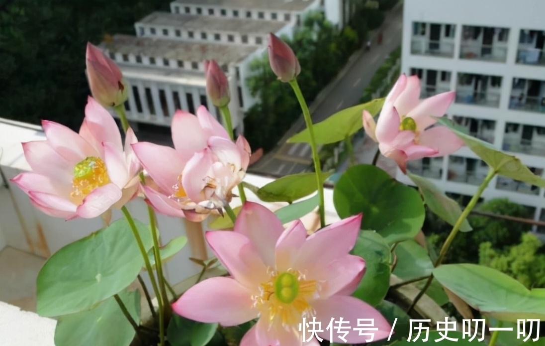 列入|这“三种花”不能养,已被列入“养殖黑名单”,别再傻傻当作宝