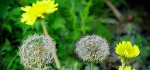 胡萝卜素|血管一堵,百病缠身! 多吃这5种食物,能清血管,身体更健康