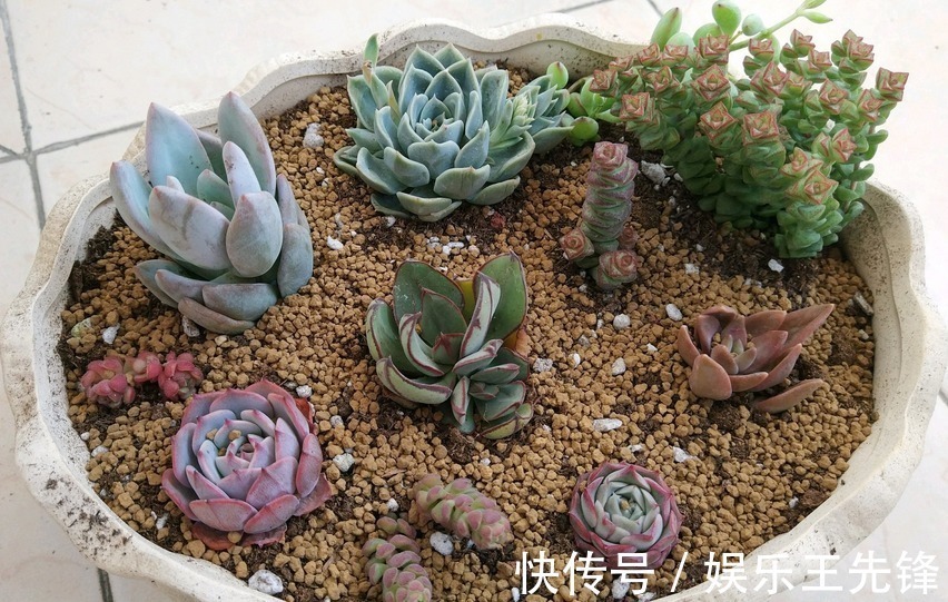 给多肉换盆土期间,没有注意到这些,还不如不动手