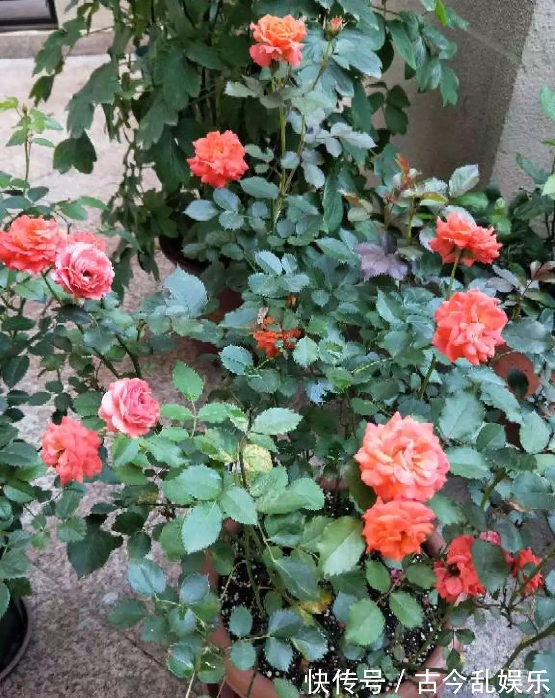 养花技巧：8种情况不能施肥，跟毒药一样，浇完花就玩完了