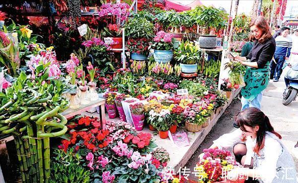养花|逛花市的“小技巧”,低价花卉“随便淘”,大饱眼福又省钱