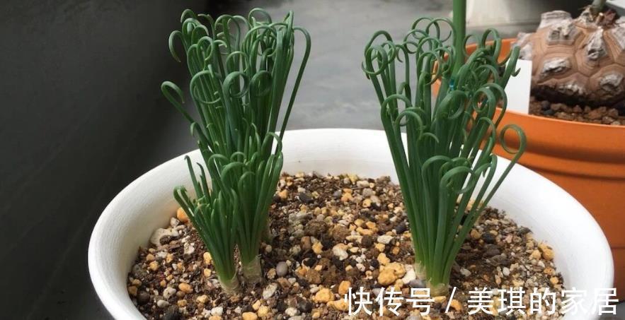 养分|这款草正常叶子如弹簧,变直了反而是一种“病”,该趁早治