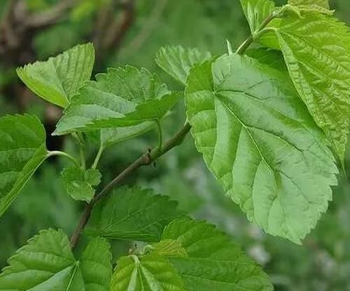 又称|桑叶又称”神仙草“,坚持用桑叶泡水喝一周,4大喜事会悄悄登门