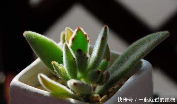 主人|此花就像熊猫的爪子,花语是珍贵,保佑主人一帆风顺!