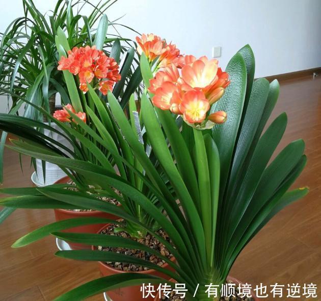 秋养君子兰、蟹爪兰、大花蕙兰,天凉后做好这些,嗖嗖地开花