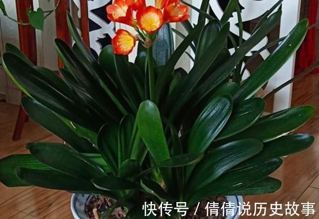 夏季的君子兰,记住几点,叶子整齐油绿纹路清晰,花期开花艳