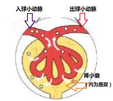 白蛋白尿|远离糖尿病肾病，从您点开这篇文章开始