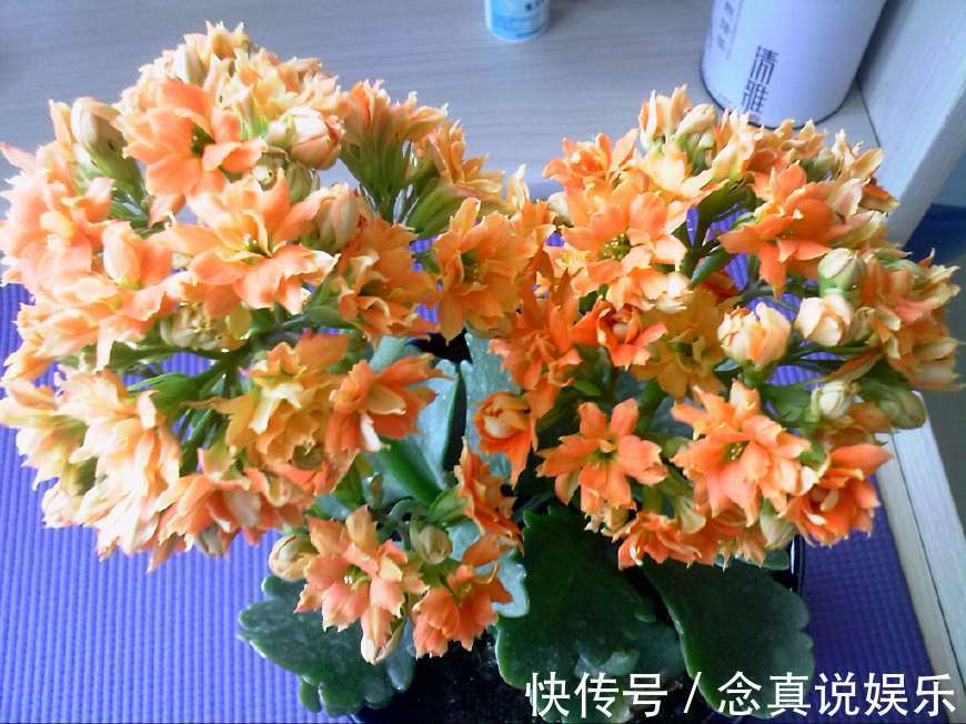 花色|丹麦盆栽花卉之冠圣诞伽蓝菜长寿花色丰富,理想的室内花卉