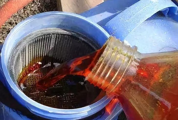 石硫合剂|月季冬剪后,及时做3件事,来年长笋开花不会少