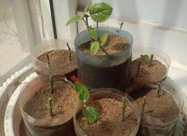 茉莉花|茉莉花如何扦插?教你4种扦插法,最快15天生根,掌握方法很重要