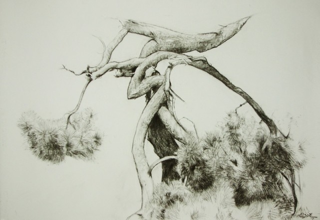 素描&唯美写实的素描,西班牙艺术家Miguel Angel Oyarbid笔下的树
