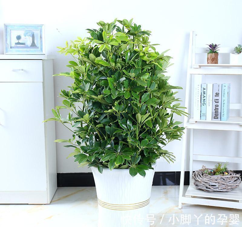 客厅见树,家兴人旺!6种吉利树,好养寓意好,还能养身体