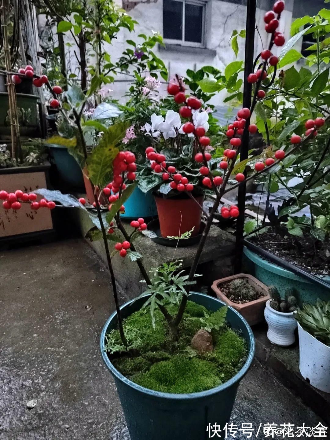 -30℃都不怕的“富贵树”,天越冷、果子越红,一挂就是大半年