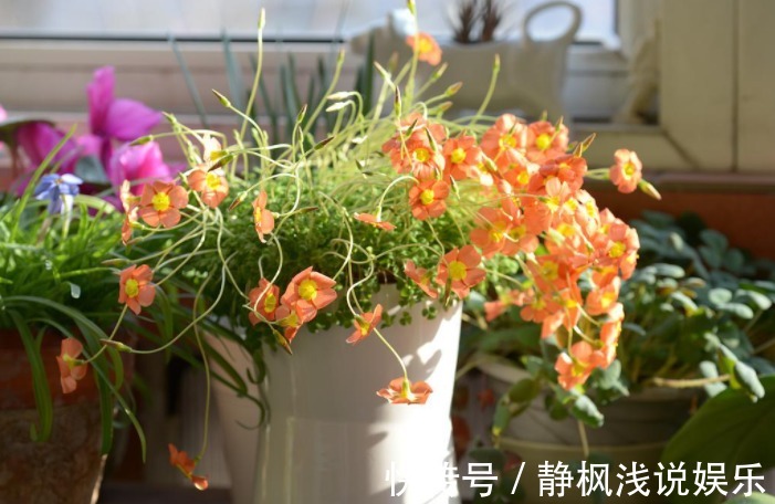 养花最“坑人”的妙招,老花匠都不敢用,养花新手一定别尝试