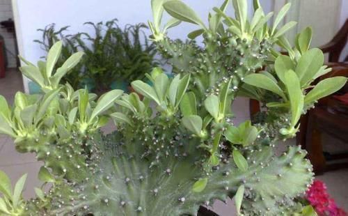 大爷捡到一棵“玉麒麟”,拿回家养盆里,半年来了6-7个买主