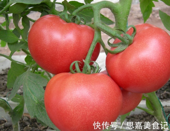 果基|你会区分“激素”西红柿吗？记住这3点，买的西红柿绿色又健康！