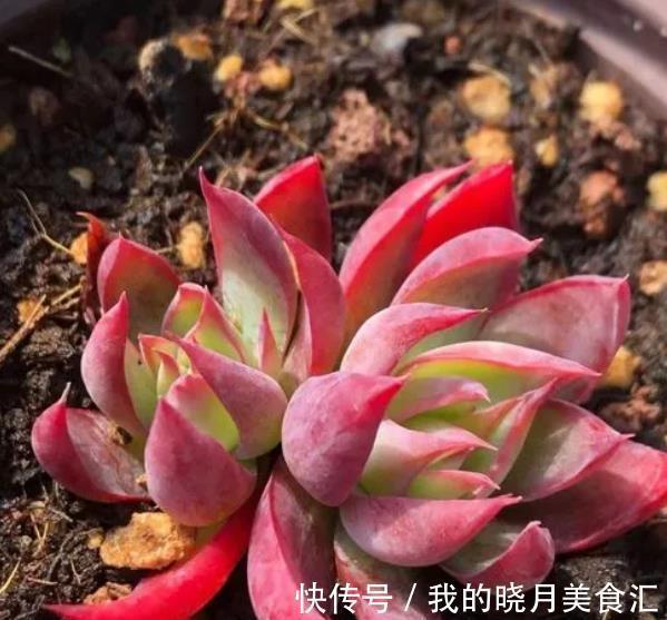 叶片|6种东云系多肉,皮实好养还漂亮,叶片肥厚霸气侧漏,值得拥有