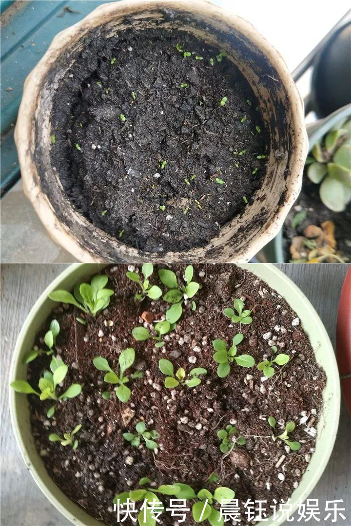 大户|3种花不用“扦插”，花开完等俩月，半年变成“养花大户”！