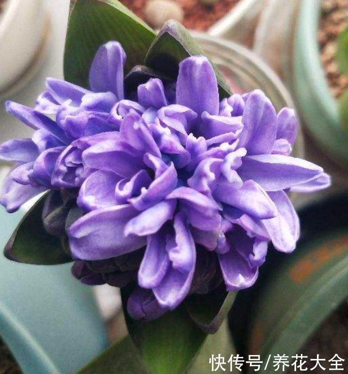 复花性|这3种花开完花就扔掉，第二年开花几率很小，别浪费时间