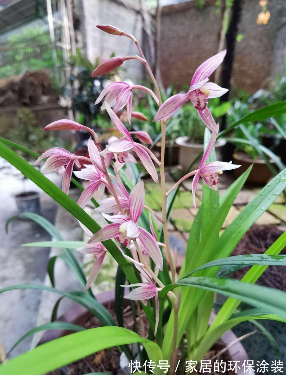 十月不知养啥花？看看这六种，好养又漂亮，可以放心入手