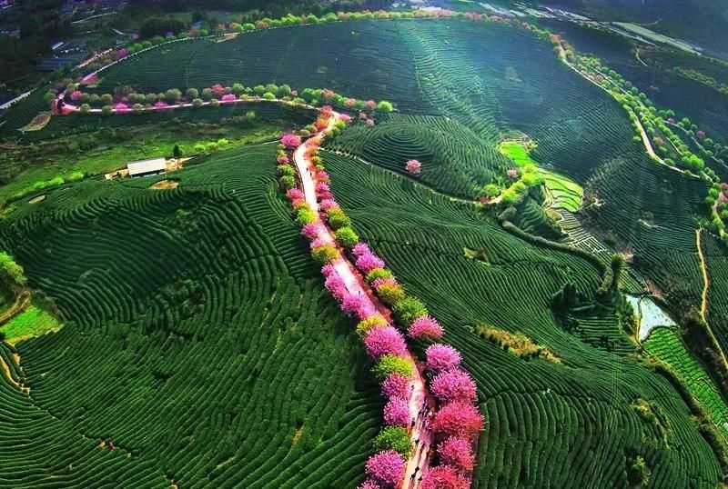 胡少海|高山大花海 魅力新永福