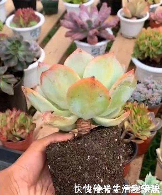 诀窍|多肉易出问题,就是根没养好,2个养根诀窍,肉肉晶莹剔透