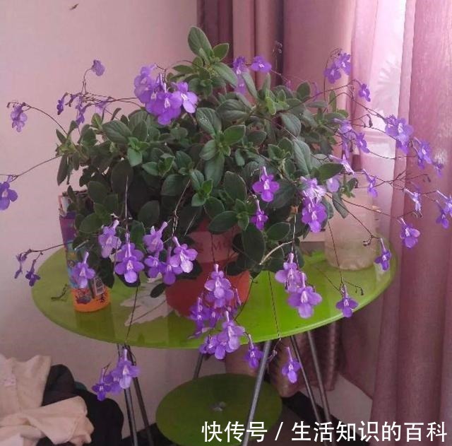 想省心就养这些花，没有病虫害，就爱开花！想省心就养这些花，没有病虫害，就爱开花！