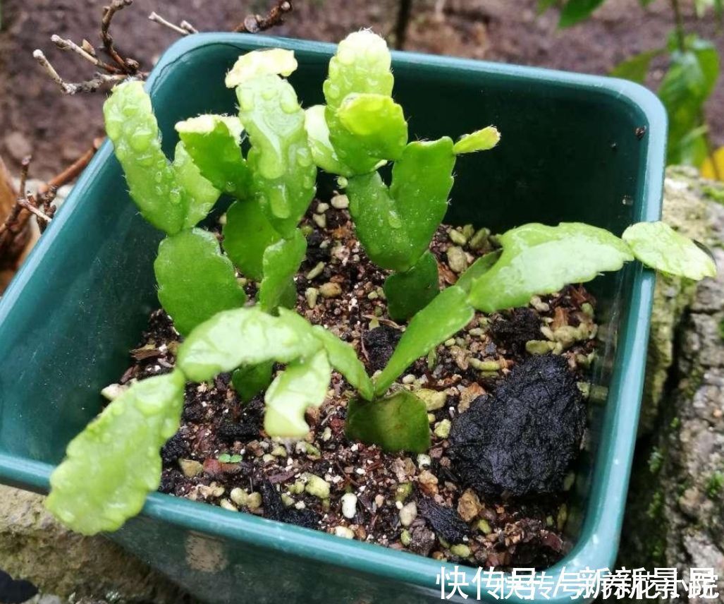 种花|5种花,夏天不影响扦插,生根快、易成活,现在就应多繁殖