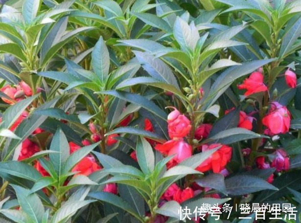 子宫|十个女人九个妇科炎症，用此“花”泡水喝，缓解痛经，对子宫贼好